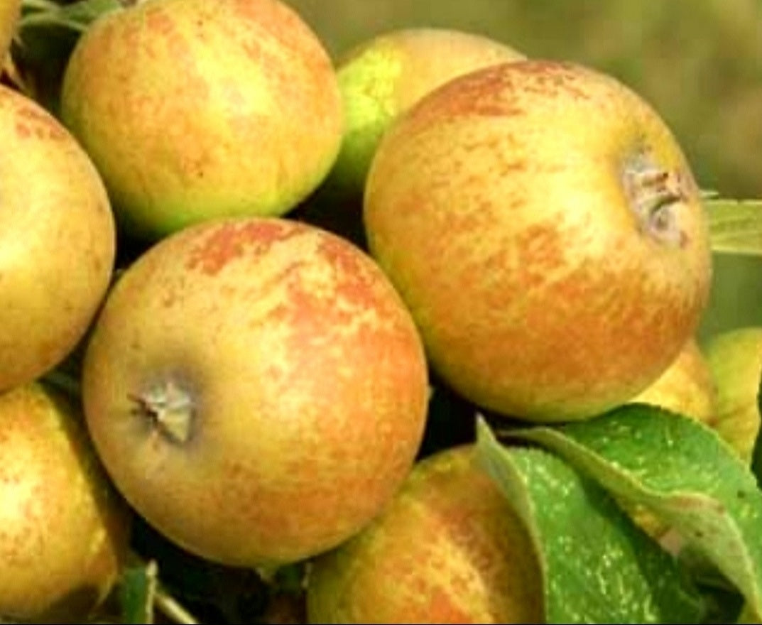 Malus' Medaille D'or Single Varietal Vintage Cider Apple Tree