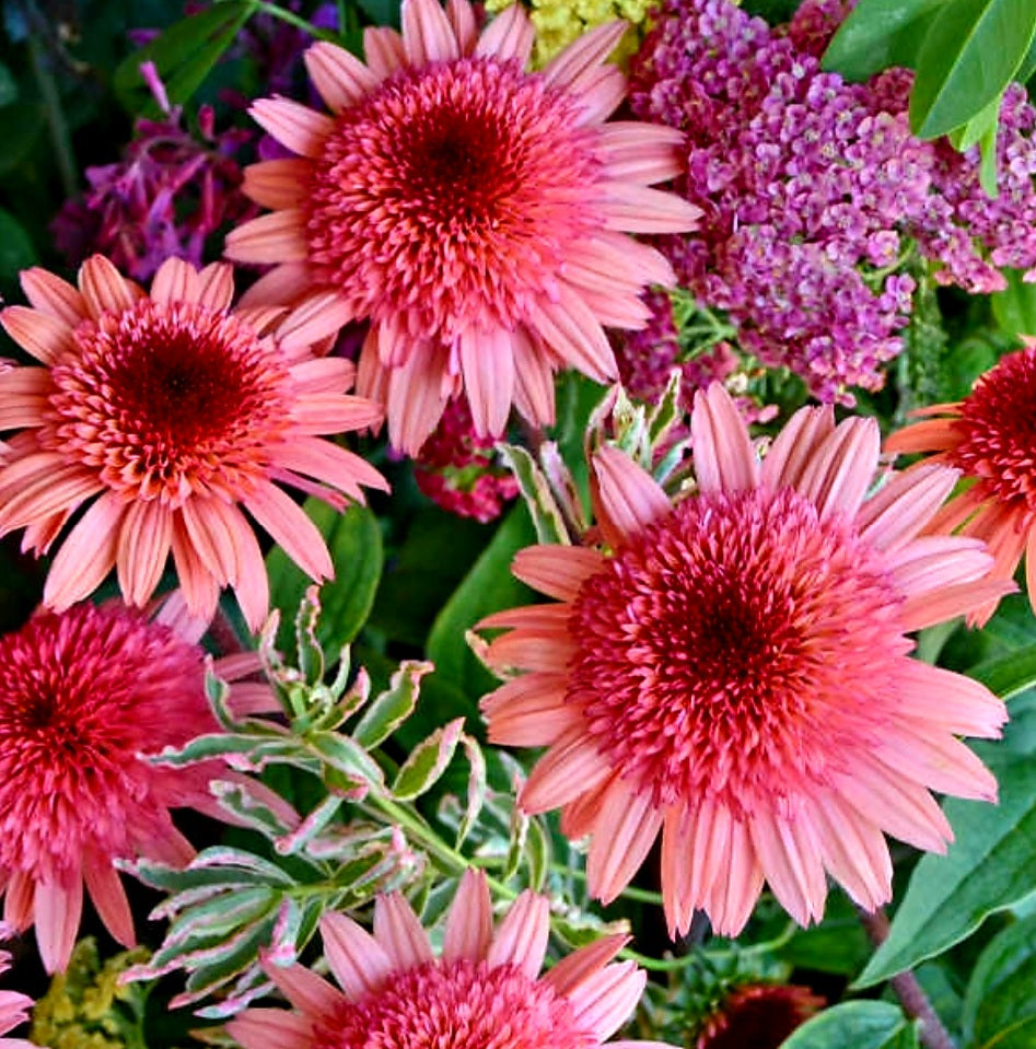 Echinacea' Raspberry Truffle Double Coneflower CONE-FECTIONS™ Series