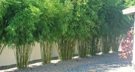 Fargesia' Green Panda Cold Hardy Clumping Bamboo (Non Invasive)