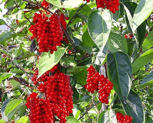 Schisandra' Berry Vine (Five Flavor Berry)