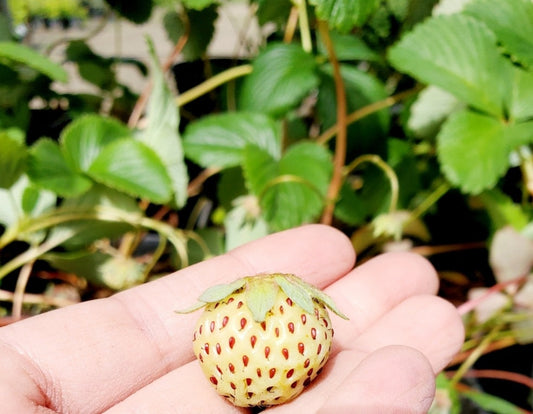 Fragaria' Pineberry White Strawberry, Well Established Clump