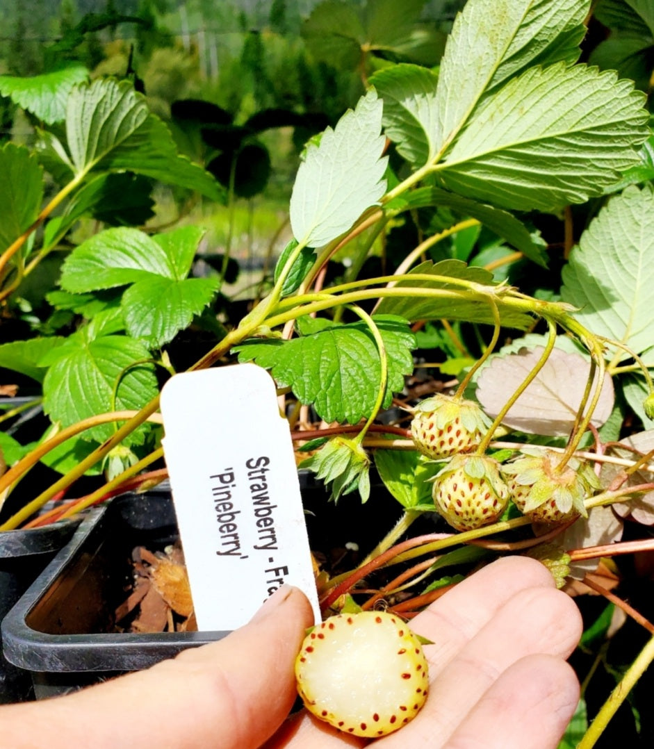 Fragaria' Pineberry White Strawberry, Well Established Clump