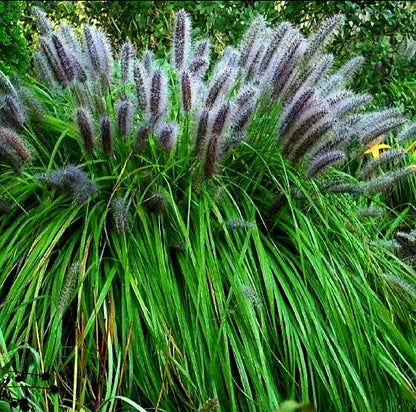 Pennisetum' Black Flowering Fountain Grass