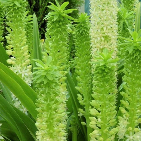 Eucomis' Tugela Jade Pineapple Lily