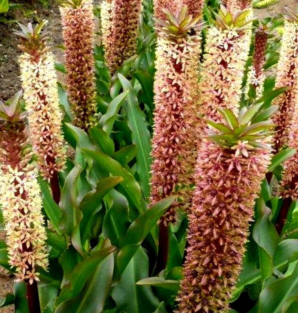 Eucomis' Tugela Gem Pineapple Lily