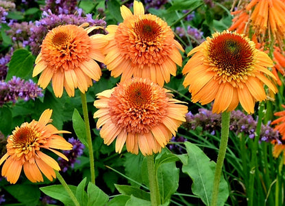 Echinacea' Supreme™ Cantaloupe Coneflower