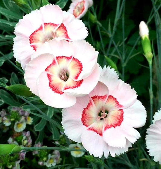 Dianthus' American Pie™ Georgia Peach