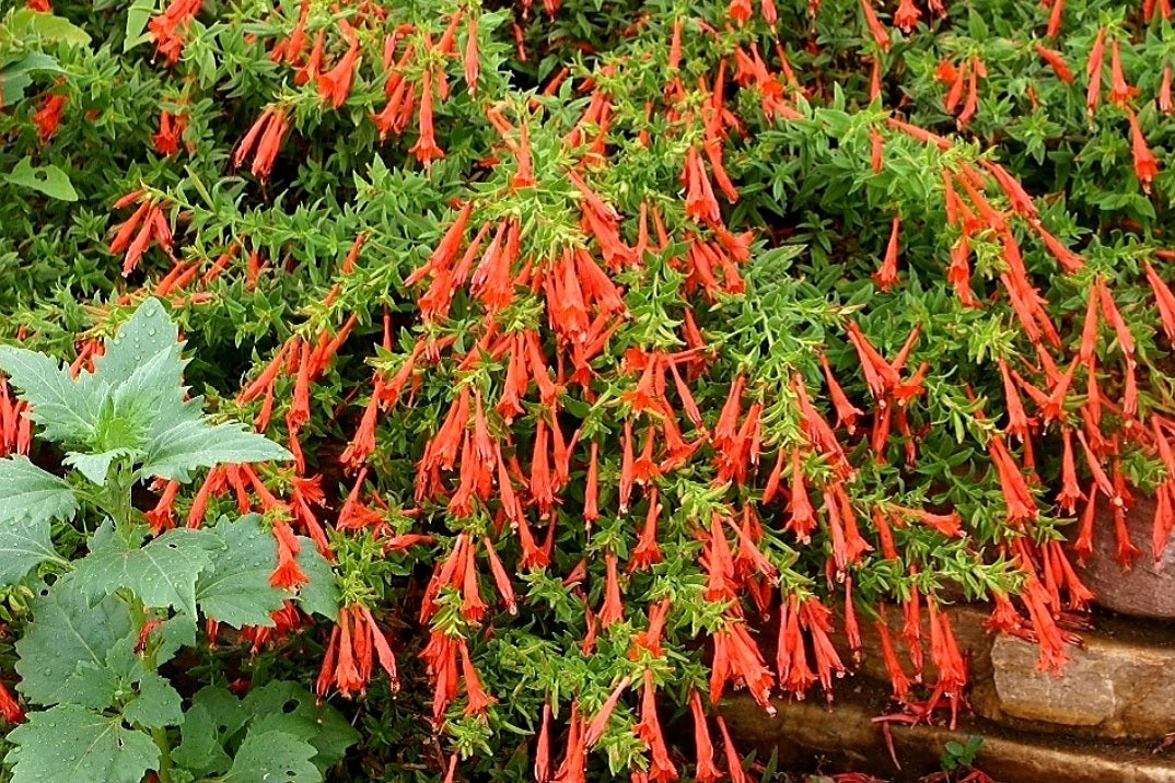 Zauschneria' Orange Carpet® Hummingbird Trumpet