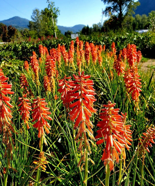 Kniphofia' "Redhot Popsicle" Red Hot Pokers