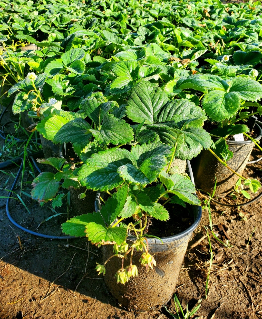 Fragaria' Cherryberry Strawberry, Well Established Clump