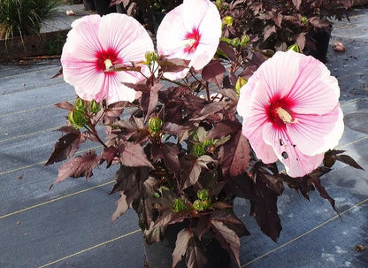 Hibiscus' Starry Starry Night (Hardy/Perennial Hibiscus)