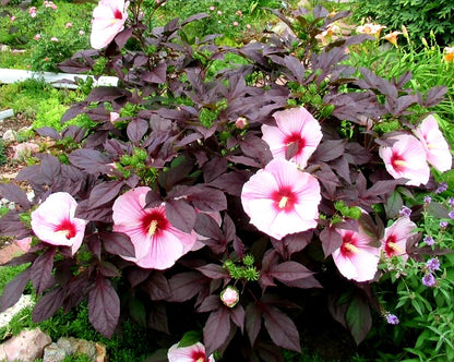 Hibiscus' Starry Starry Night (Hardy/Perennial Hibiscus)