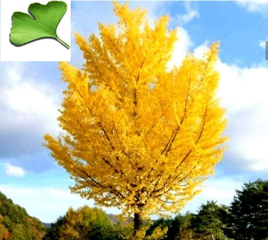 Ginkgo' Autumn Gold Maidenhair Tree