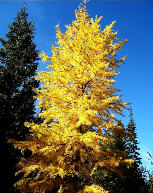 Larix' Siberian Larch Tree