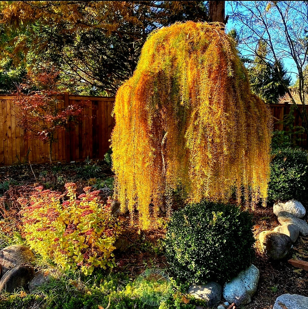 Larix' Weeping Larch Tree