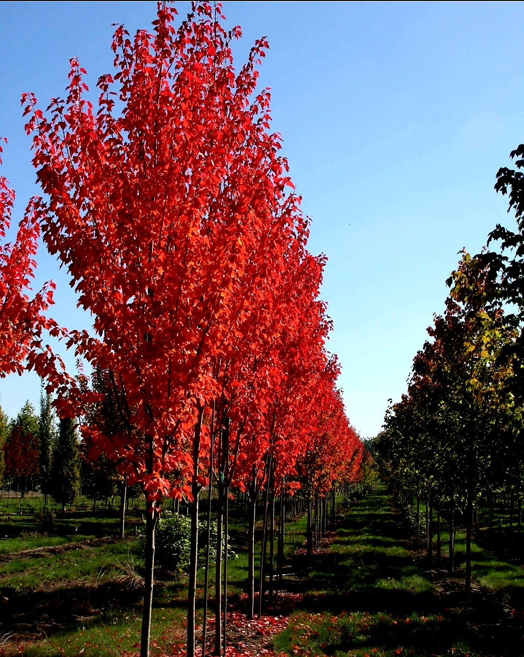 Acer' Red Rocket Columnar Maple Tree