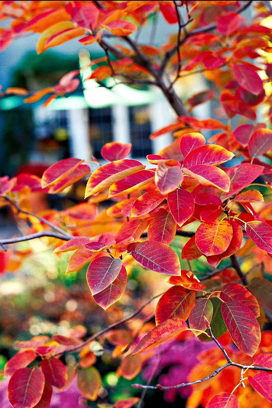 Amelanchier' Autumn Brilliance Serviceberry Tree