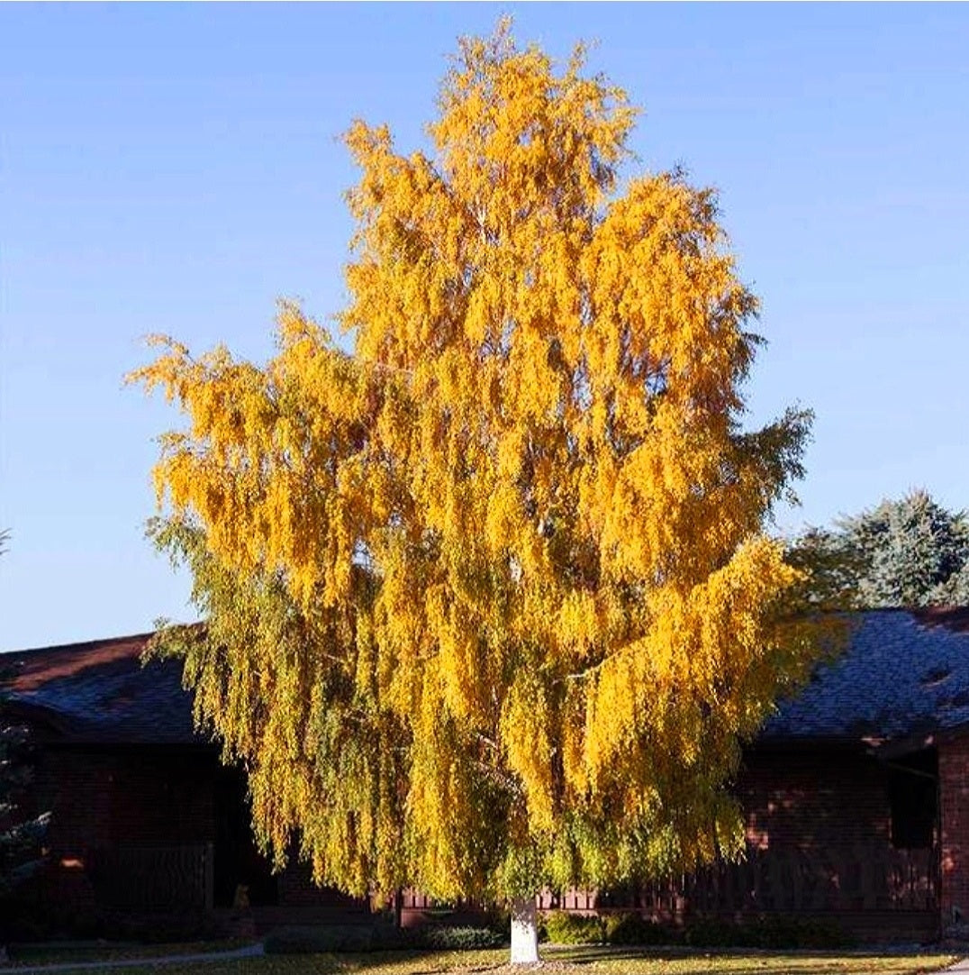 Betula' Weeping Cutleaf Birch Tree