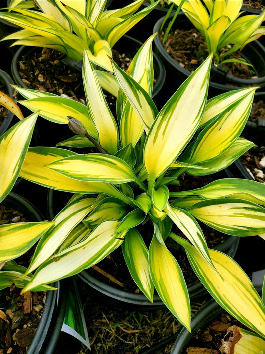 Hosta' June