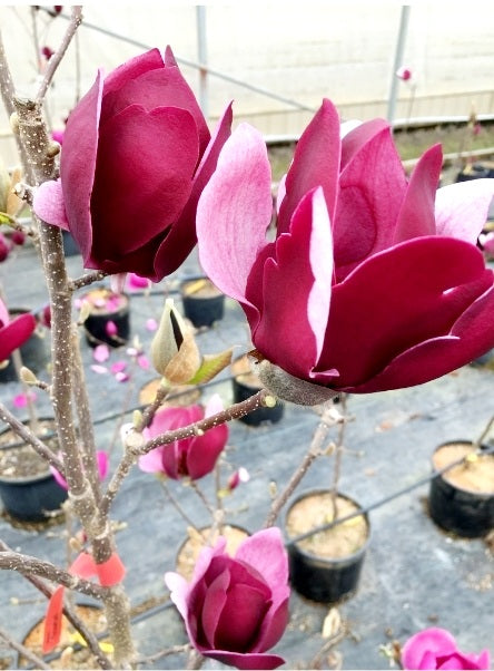 Magnolia' Tinkerbelle