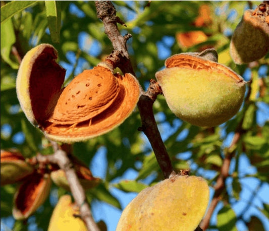 Prunus Dulcis' Halls Hardy Almond Tree