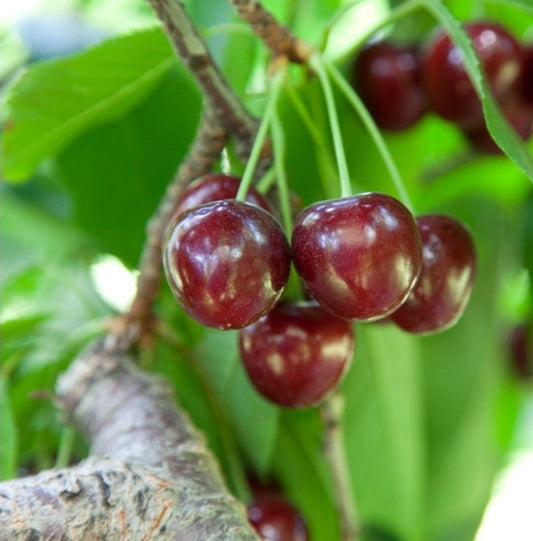 Prunus' Bing Cherry Tree