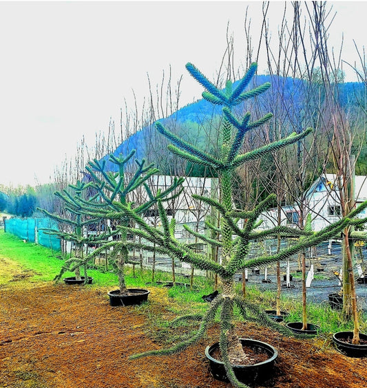 Araucaria' Monkey Puzzle Tree