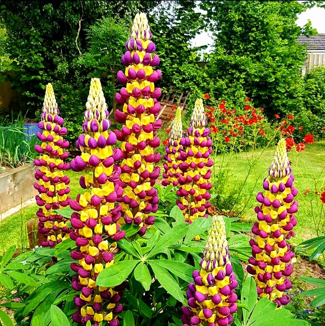 Lupinus' Manhattan Lights Hybrid Lupine