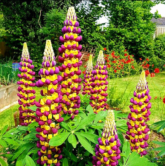 Lupinus' Manhattan Lights Hybrid Lupine