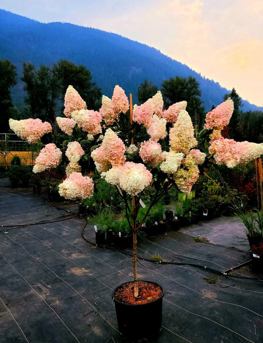 Hydrangea' Vanilla Strawberry Hydrangea Tree