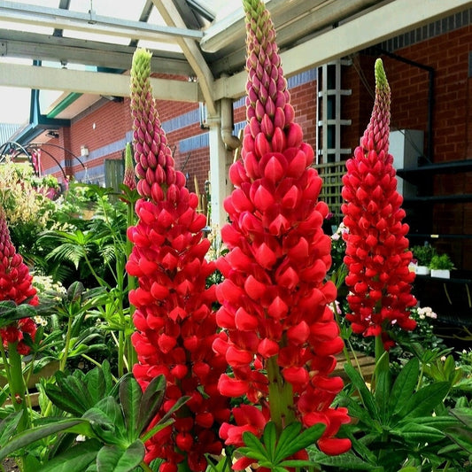 Lupinus' Beefeater Hybrid Lupine