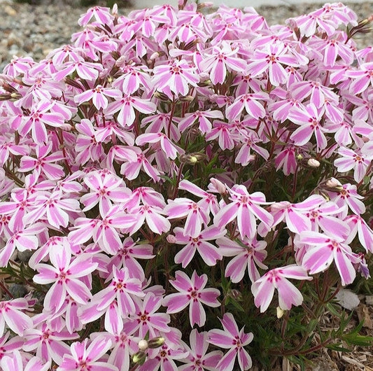 Phlox' Candy Stripe Creeping Phlox