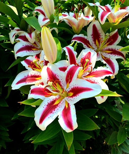 Lilium' Hachi Oriental Lily