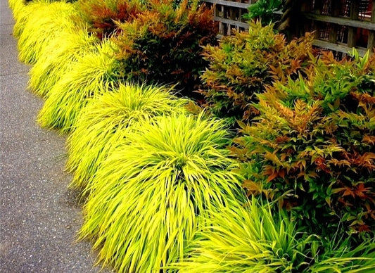 Hakonechloa' All Gold Japanese Forest Grass