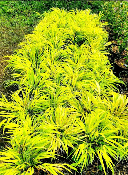 Hakonechloa' All Gold Japanese Forest Grass