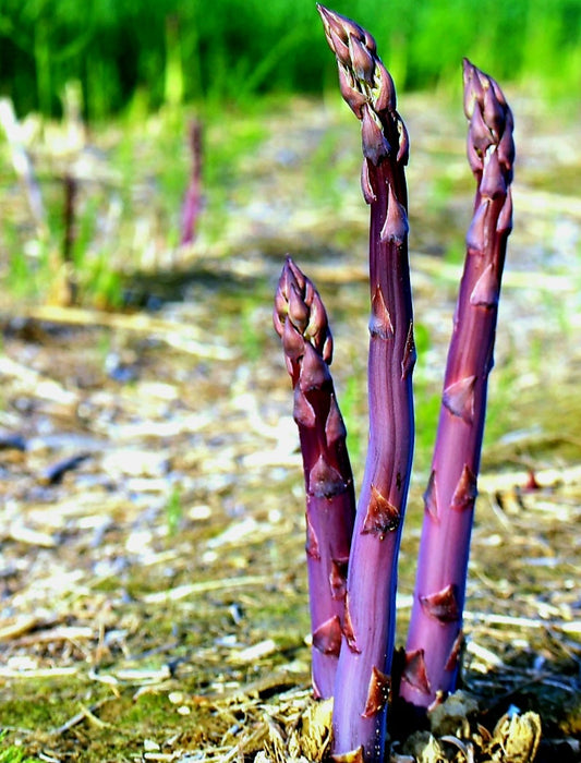 Asparagus' Purple Passion, Variable Mature Crowns