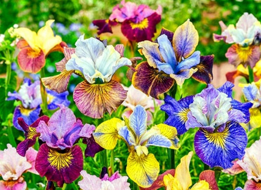 Iris' Peacock Butterfly Mix