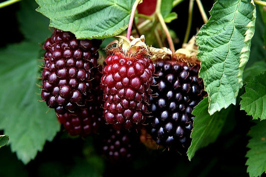 Rubus' Boysenberry