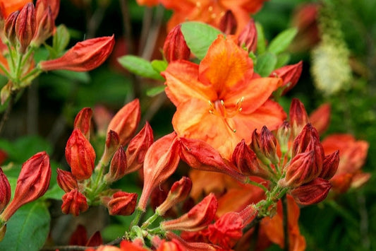 Rhododendron' Fireball Azalea