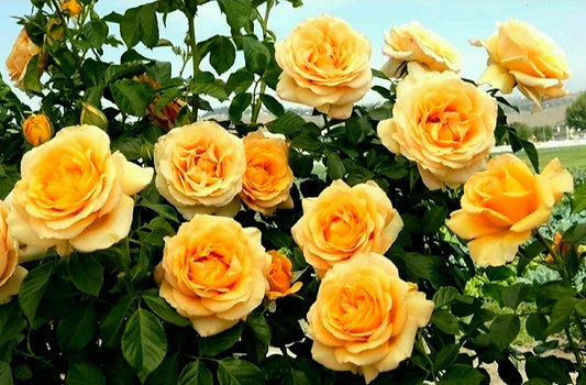 Rosa' Golden Opportunity Climbing Rose