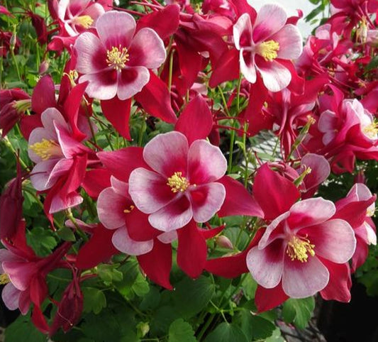 Aquilegia' Songbird Cardinal Columbine