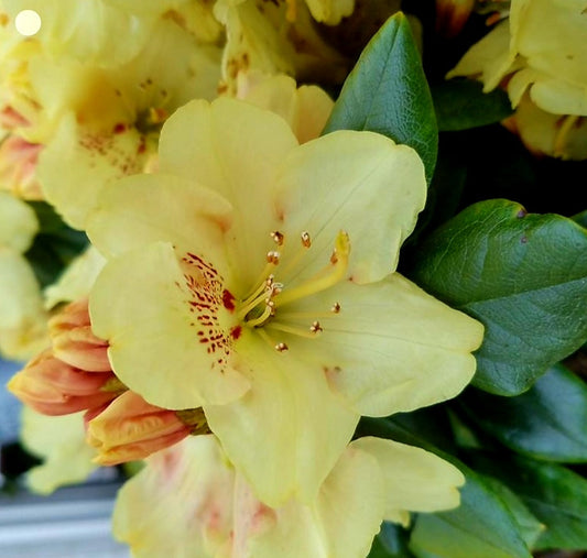 Rhododendron' Gold Prinz Specialty Rhododenron