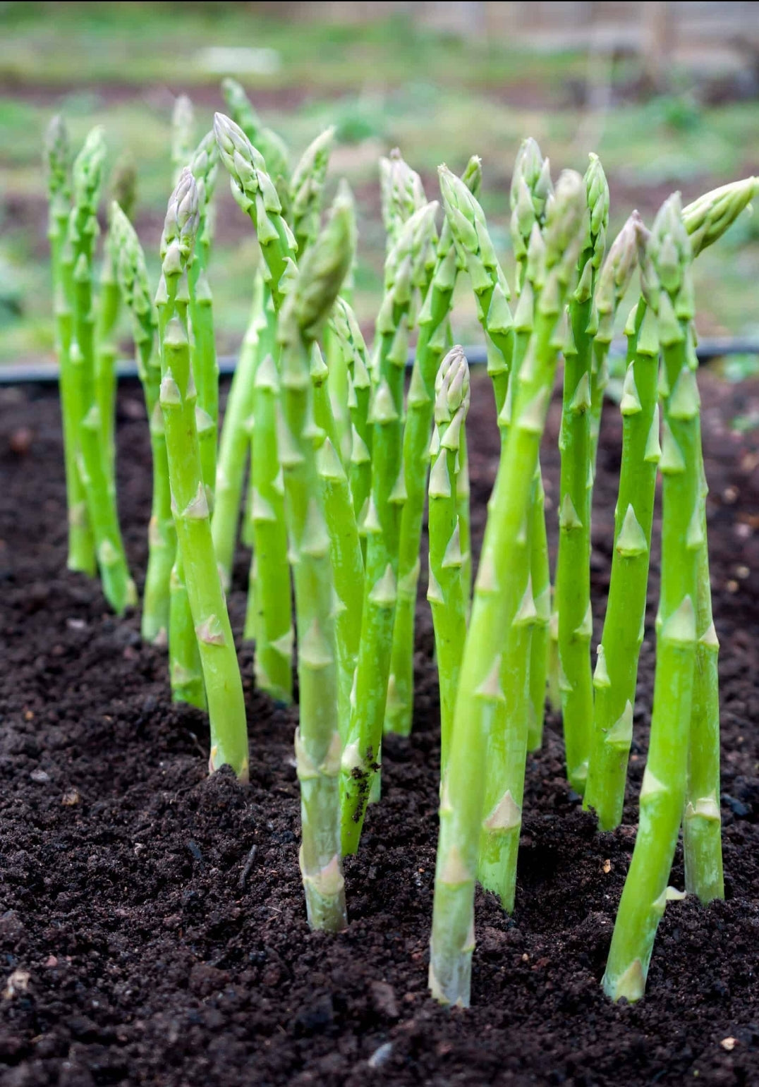 Asparagus' Mary Washington, Variable Mature Crowns