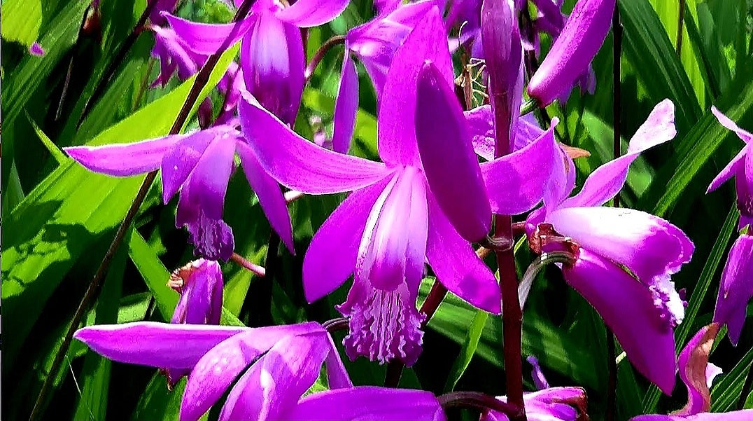 Orchidaceae' Hardy Ground Orchid/Hyacinth Orchid (Bletilla Striata)