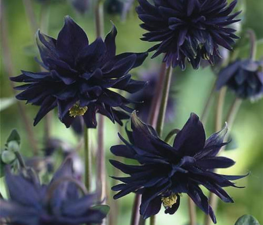 Aquilegia' Black Barlow Columbine