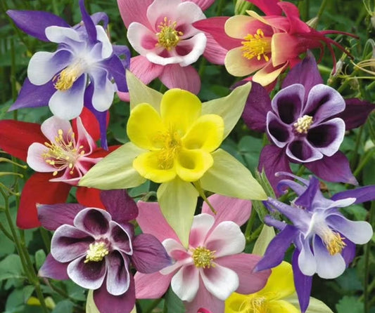 Aquilegia' Biedermeier Columbine