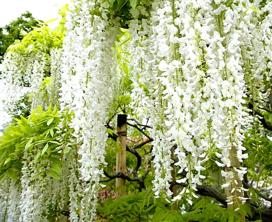 Wisteria' Alba