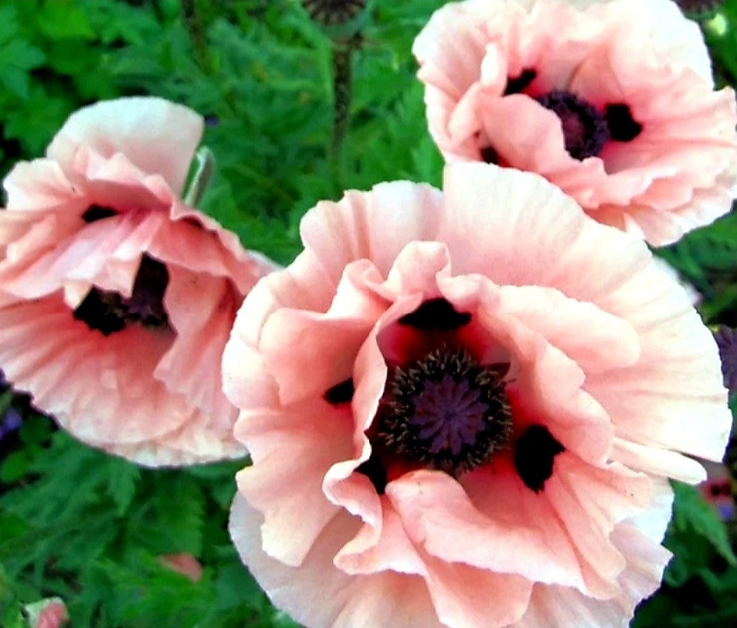 Papaver' Mrs. Perry Poppy