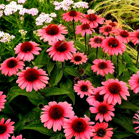 Echinacea' Eye Catcher™ Coral Craze Coneflower