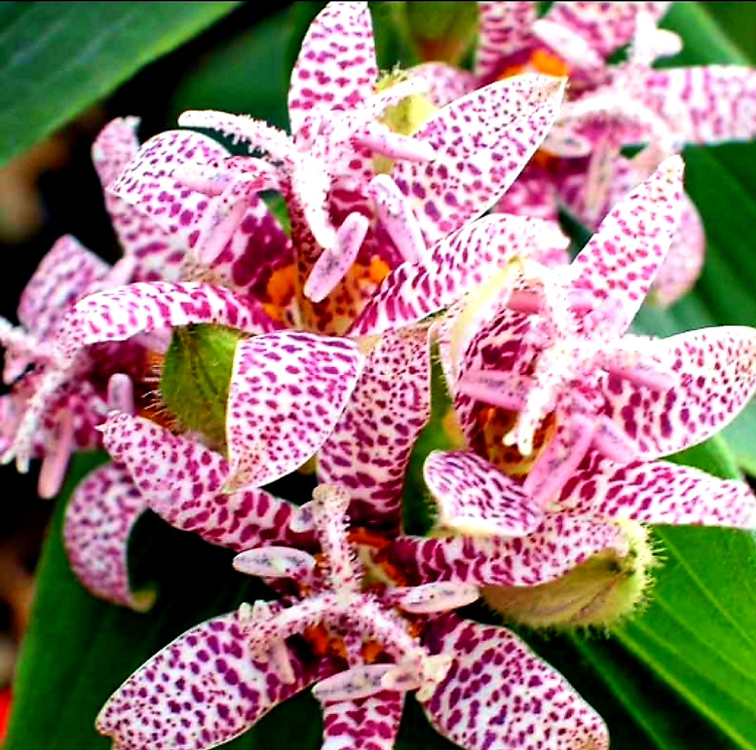 Tricyrtis' Miyazaki Hybrids Toad Lily